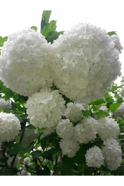 burmet Kartopu Çiçeği (viburnum) Fidesi 40-80 cm