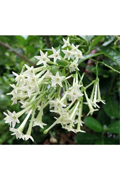 Genel Markalar Melisa Çiçeği Fidanı 5 Adet 10-20 cm