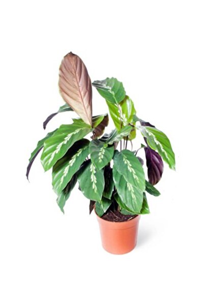 Nemabahçe Dua Çiçeği Calathea Louisae 10-20 cm