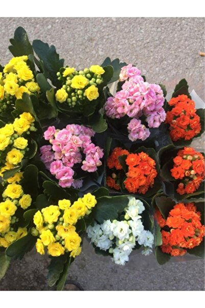 AADESIGNN Kalanşo Çiçeği Fidanı 10-20 cm