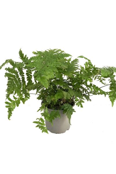 Betonish Doryopteris Erythrosora (Eğrelti Otu)