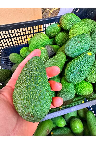 ALANYADAN TROPİKAL Avokado 1 Kg Dalından Taze Hasat Hass