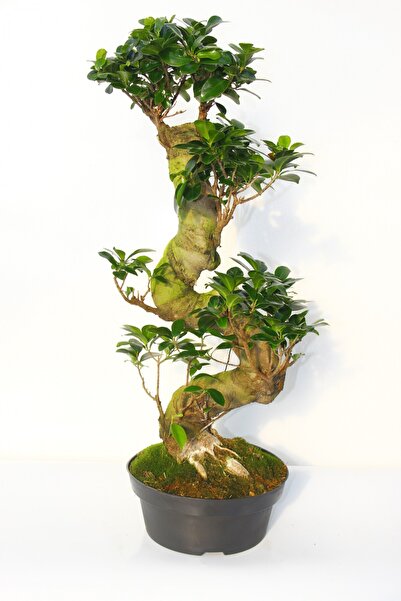 Tunç Botanik BONSAİ FİCUS GİNSENG 10 YAŞINDA - S FORM 60 CM