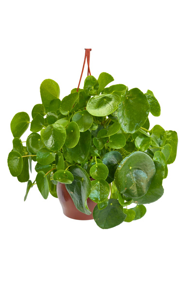 Ernaz Bitki Dünyası Pilea Para Çiçeği - Askılı Saksıda Sarkıcı Salon Bitkisi