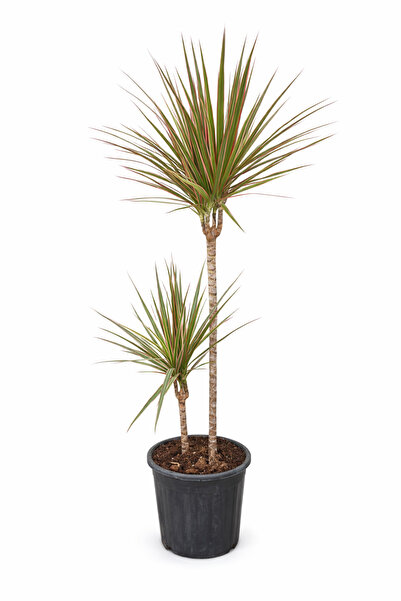 ERNAZ Dracaena Marginata ‘Tricolor’ 2 Gövdeli | 17 cm Saksı 70–80 cm | Tropik...