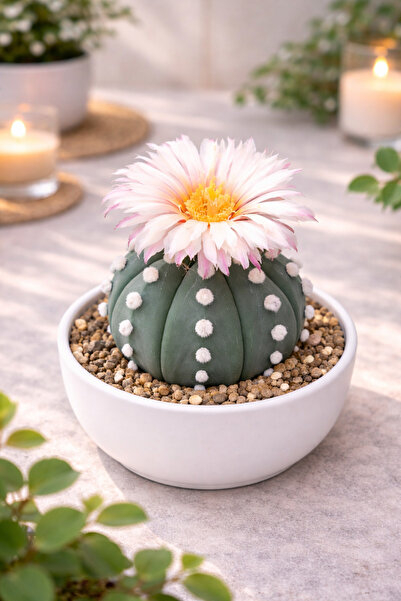 Mialys Premium Seri İthal Kaktüs Astrophytum Akabana Simetri Nadir Pembe Çiçe...