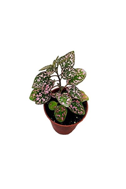 Plato Pembe Fittonia Hostes Çiçeği Fidanı 10-20 cm