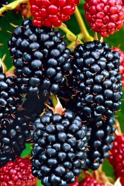 ÇİÇEKFLİX Büyük Meyveli Tatlı Böğürtlen Dikensiz