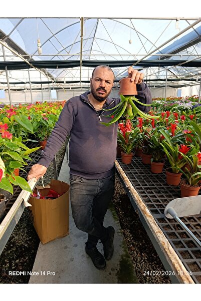 bitkidünyam Kırmızı Guzmanya Canlı Salon Bitkisi | Dekoratif Saksı Çiçeği İç ...