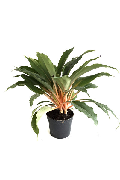 Betonish Chlorophytum Orchidastrum (Kurdele Çiçeği)