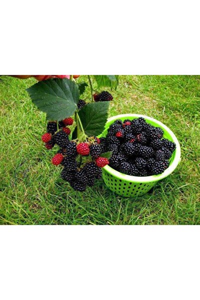 BİORGANİX Dikensiz Böğürtlen Fidanı 10-20 cm