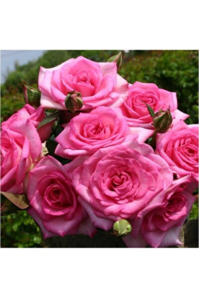 Mimoza Yediveren Isparta Reçellik Gül Fidanı 10-20 cm