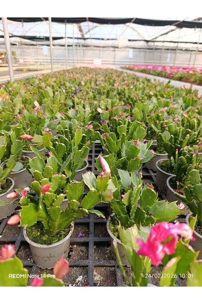 bitkidünyam Çok Köklü Yılbaşı Çiçeği Canlı – Pembe Çiçekli Schlumbergera, Dek...