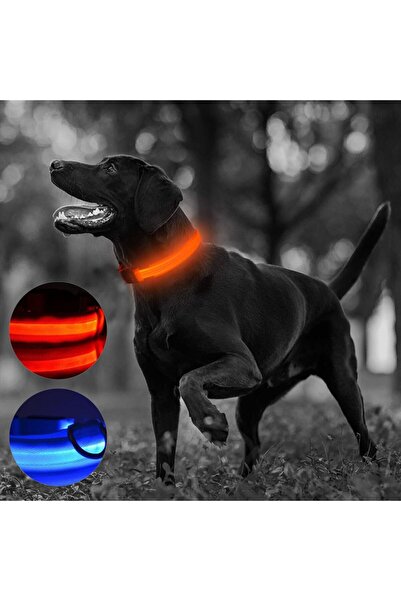 PROCART Zgardă cu lumină LED, mărimea M, 3 moduri de iluminare, albastră