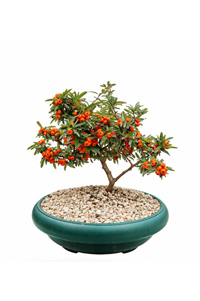 Tunç Botanik BONSAİ PYRACANTHA COCCİNEA / ATEŞ DİKENİ 5-6 YAŞINDA
