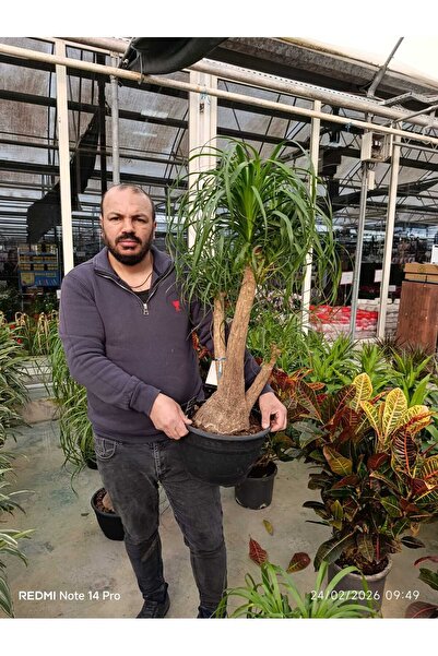bitkidünyam Bonsai Görünümlü Fil Ayağı (Beaucarnea) Canlı İç Mekan Bitkisi – ...