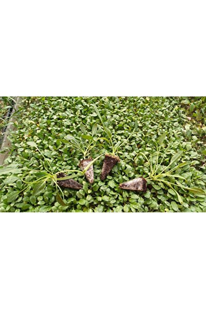 Fideon Ispanak Fidesi | Bahçe ve Saksıya Uygun - 6 Adet