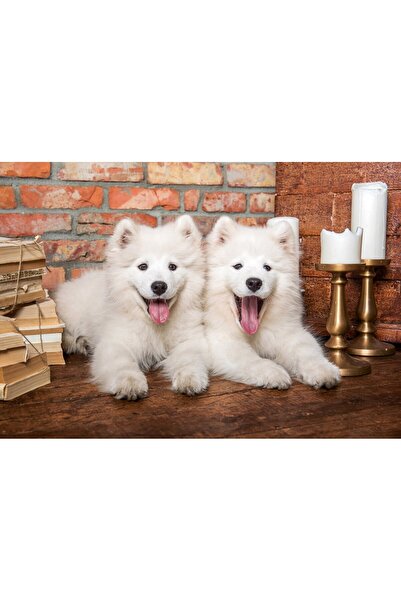 Castorland Puzzle 1000 pieces - Samoyed Puppies Say Hello (Castorland-105137)