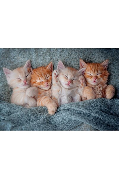 Castorland Puzzle 1000 pieces - The Sweetest Kittens (Castorland-105144)