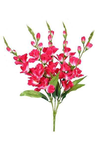 Goliat Bukiet 5 Różowo-Białych Gladioli o Wysokości 60 cm