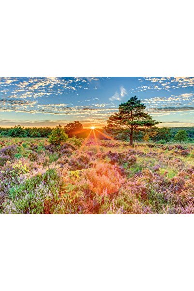 Schmidt Puzzle 1000 piese - Sunset on the Heath (Schmidt-59768)