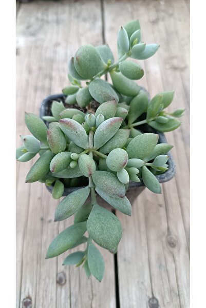 PLANTİS BOTANİK Turuncu Çan Cotyledon Pendens 9cm saksılı sukulent