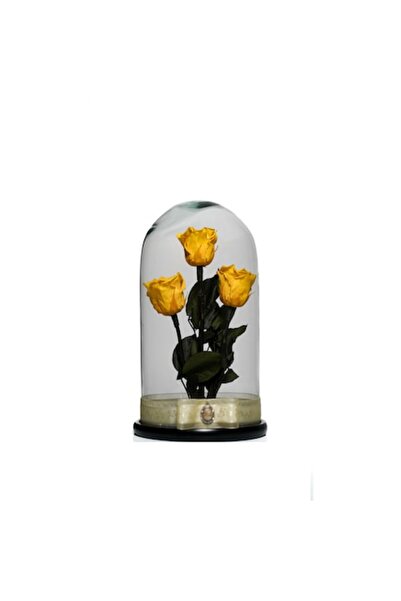 OEM Arrangement with 3 Cryogenated Roses in Glass Dome