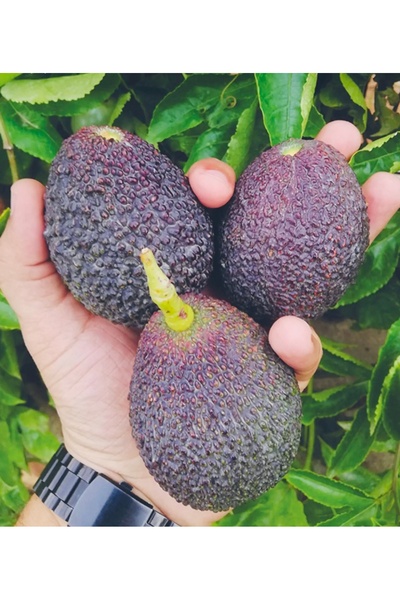 Fruit Paradise 3 kg Hass Avokado - Yerli Taze Hasat (80-160gr)