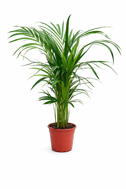 ERNAZ Areka Palmiyesi (Dypsis Lutescens) 60-80 Cm | Hava Temizleyici Tropikal...