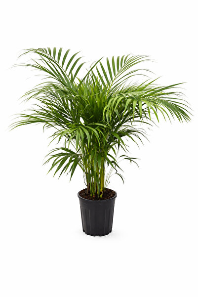 ERNAZ Areka Palmiyesi (Dypsis Lutescens) 100-120 Cm | Hava Temizleyici Tropik...