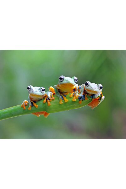 Bluebird Puzzle 500 pieces Puzzle - Friendly Frogs (Bluebird-Puzzle-F-90128)