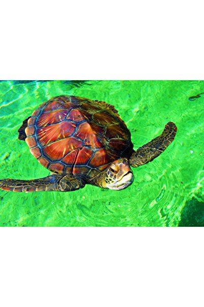 Bluebird Puzzle 204 pieces Puzzle - La Reunion - Tortue de Mer (Bluebird-Puzz...