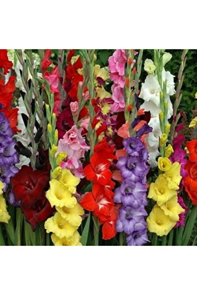 OEM Set de 20 de bulbi de gladiole multicolore, 80-120 cm, pentru grădină
