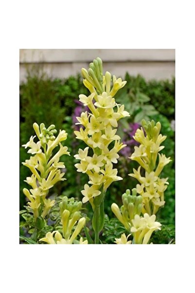 OEM Bulb de tuberoză galbenă