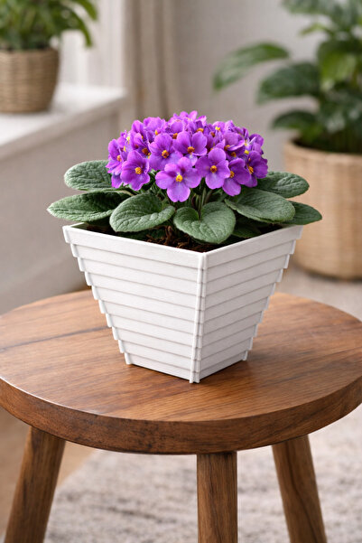 Binbirreyon Renkli Piramit Saksı Plastik Çiçek Saksısı 0,5Lt 10x10cm AH161