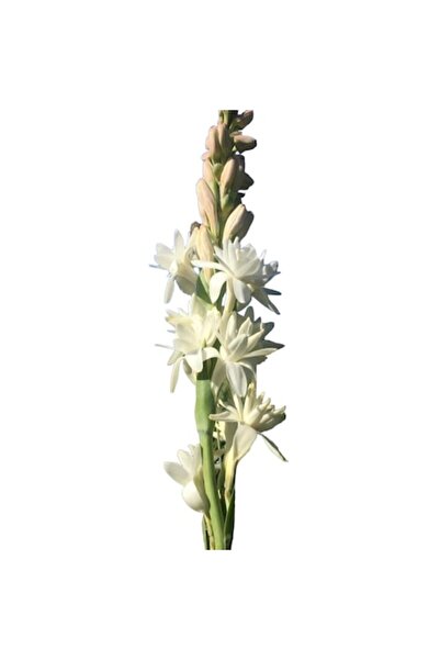 OEM Bulbi de tuberoză Double Pearl, 10 bucăți