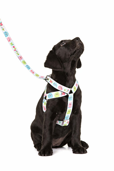 Angelapets Dog Chest Harness and Walking Strap Set