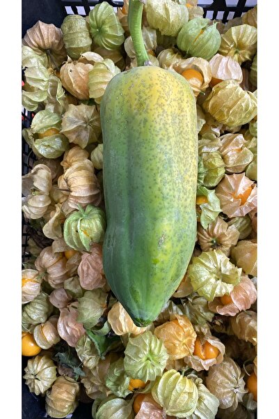 ALANYADAN TROPİKAL Papaya (Ağaç Kavunu)700-1000 gr Adet