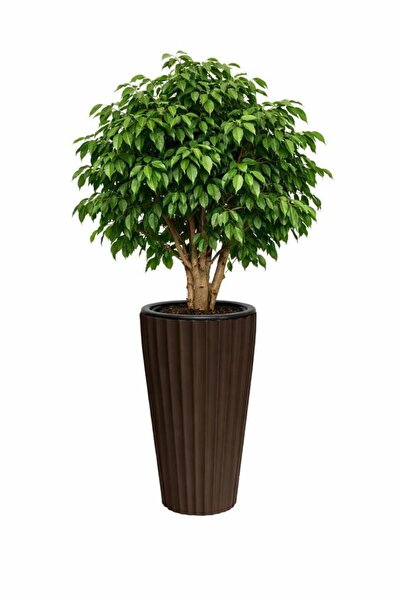 Omnipazar SO-LVT2 3 Adet Lilyum Vazo Saksı Takımı İç Kovalı 90 Litre No:2 Kahverengi