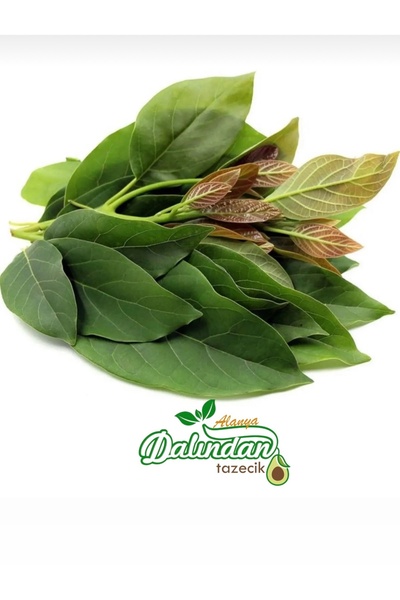Fruit Paradise Taze Avokado Yaprağı 250gr