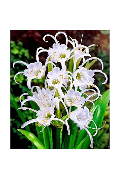 OEM Bulbi de crin păianjen (Ismene Festalis) - Set de 5