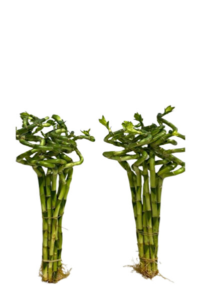 İlkadım Botanik 10 ADET ŞANS BAMBUSU, SPİRAL BAMBU BİTKİSİ 80 CM + 1 LT BİTKİ...
