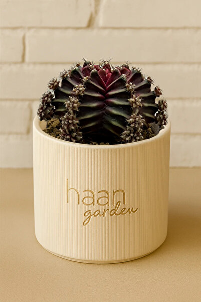 haan garden Gymnocalycium BeLoved Kaktüs