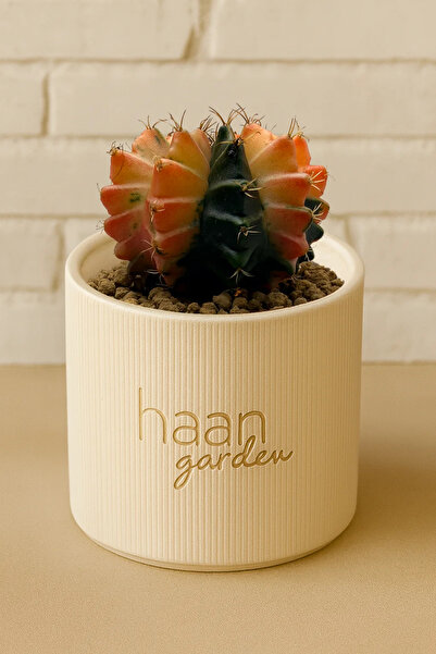 haan garden Gymnocalycium Variegata Kaktüs
