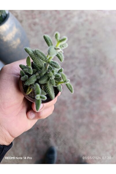 bitkidünyam Delosperma Echinatum Tüylü Sukulent Turşu Otu