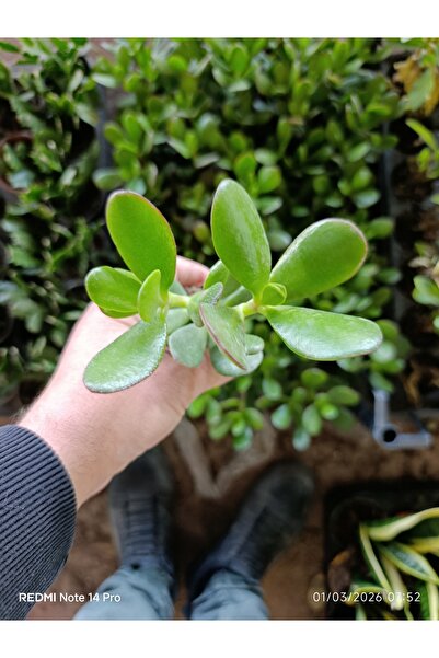 bitkidünyam Crassula Ovata Para Ağacı - Şans ve Bereket Çiçeği - Özel Formlu ...