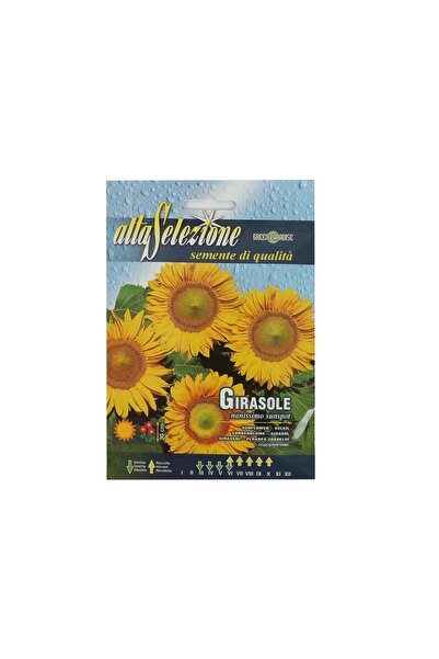 Alta Seeds Sunflower