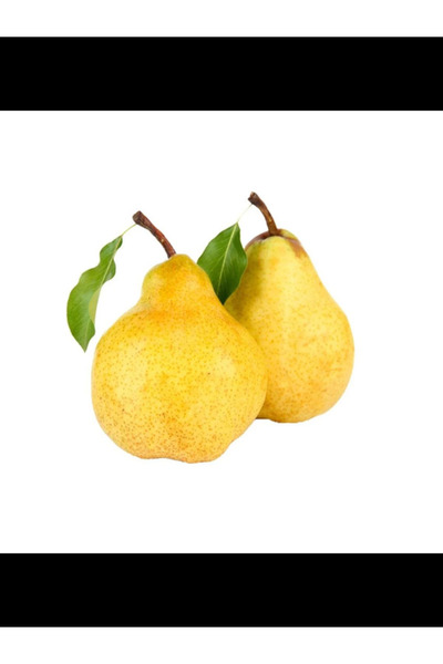 sıla peyzaj ve çiçekçilik Deveci Armut Fidanı 3-4 Yaş Tüplü 140 cm+ Saksılı Y...