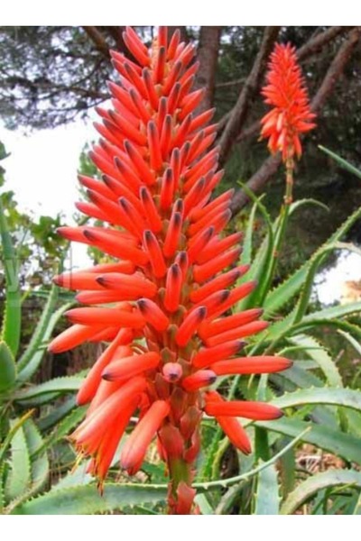 ATABEY ÇİÇEK Testere Aloavera bitkisi