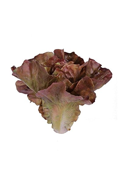 Raki Planner, Figurina decorativa salata verde Loollo Rossa 18x15cm